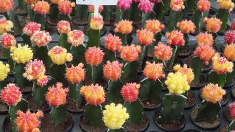 Video 4k of Red Cap Cactus Stock Footage 99221910