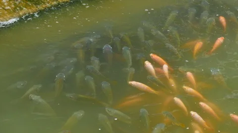 Video 4k of Ruby fish in the water Stock Footage 114901320