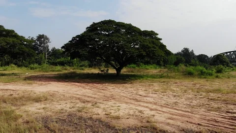 Video 4K slides to front of big trees. 스톡 동영상 95993909