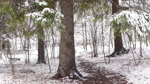 Video 4K snowfall is falling from the sky white snowflakes in the forest Stock Footage 165776790