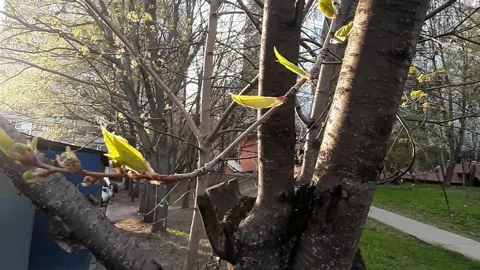Video 4k, Spring sunny day, the first green leaves bloom in the forest Stock Footage 191511525