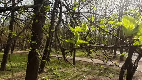 Video 4k, Spring sunny day, the first green leaves bloom in the forest Stock Footage 191511621