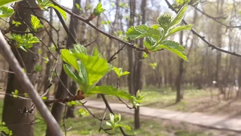 Video 4k, Spring sunny day, the first green leaves bloom in the forest Stock Footage 191511717