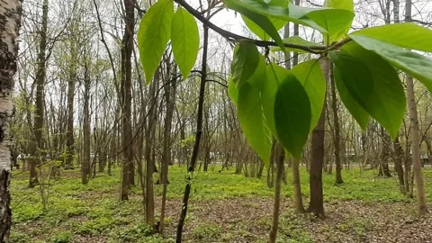 Video 4k, Spring sunny day, the first green leaves bloom in the forest Stock Footage 191919652