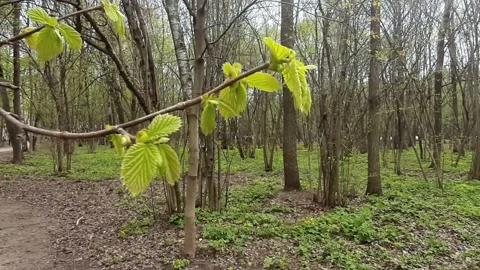 Video 4k, Spring sunny day, the first green leaves bloom in the forest Stock Footage 191929151