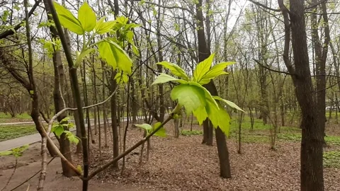 Video 4k, Spring sunny day, the first green leaves bloom in the forest Stock Footage 191930854