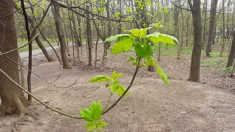 Video 4k, Spring sunny day, the first green leaves bloom in the forest Stock Footage 191938073