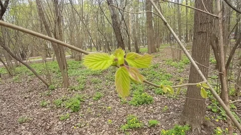 Video 4k, Spring sunny day, the first green leaves bloom in the forest Stock Footage 191941672