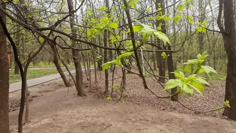 Video 4k, Spring sunny day, the first green leaves bloom in the forest Stock Footage 191942196