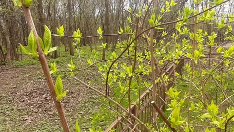 Video 4k, Spring sunny day, the first green leaves bloom in the forest Stock Footage 191942427