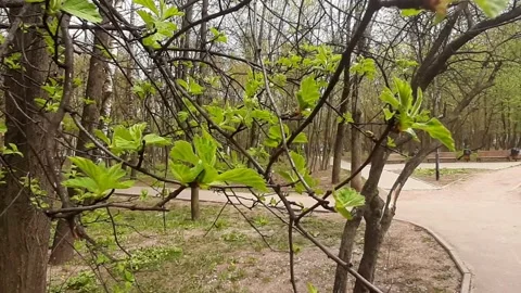 Video 4k, Spring sunny day, the first green leaves bloom in the forest Stock Footage 191942560