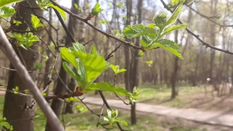 Video 4k, Spring sunny day, the first green leaves bloom in the forest Stock Footage 191985782
