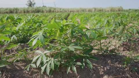 Video 4k Tapioca Plants. Video stock 100205283