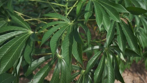 Video 4k Tapioca Plants. Видео 100205447