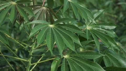 Video 4k Tapioca Plants. Видео 100205598