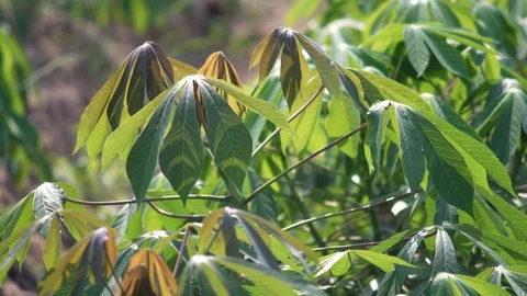 Video 4k Tapioca Plants. Stock Footage 100205921