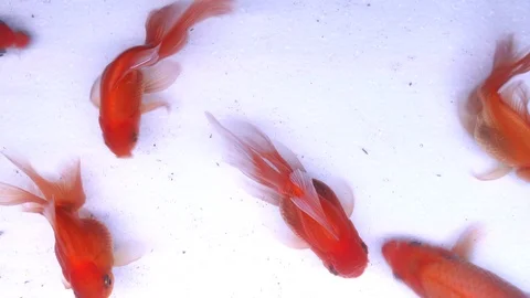 Video 4K top view Koi and goldfish swim in the water, Stock Footage 111990520