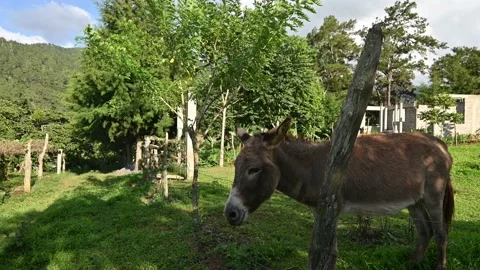 Video 4K with two jackass in farm field Stock Footage 167690196