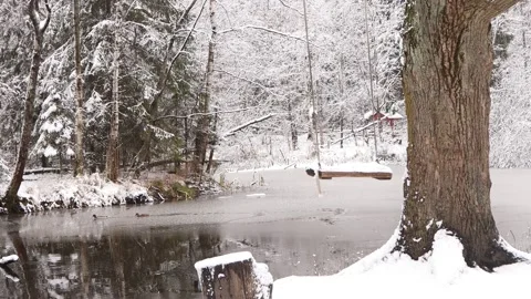 Video 4K winter forest landscape, swing on ropes by the lake, ducks swim in the Stock Footage 166096296