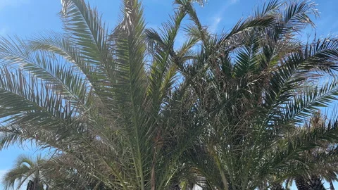 VIDEO 6 PALMERA Stock Footage 306286891