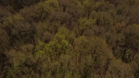 Video about a forest of fallen trees in Peterborough United Kingdom Stock Footage 280020923