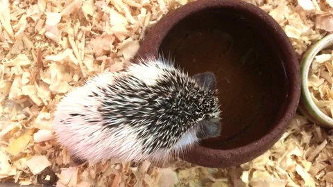 This video is about a hedgehog who drinks water Stock Footage 108696181