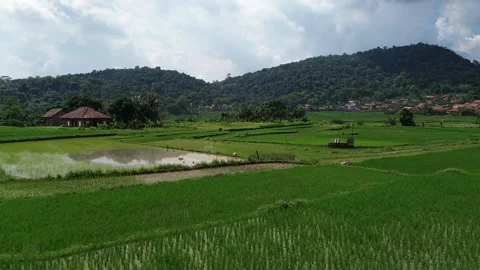 Video about a rural scene in the fields in Serang Indonesia Stock Footage 274412695