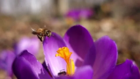 This video is about Slow motion Stock-Footage 307121280