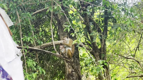 Video about a wild macaque Tok Sri Lanka Stock Footage 272567341