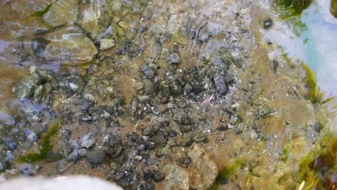 Video above - The surface of a clear, shallow mountain river, with fallen y.. Stock Footage 320161513