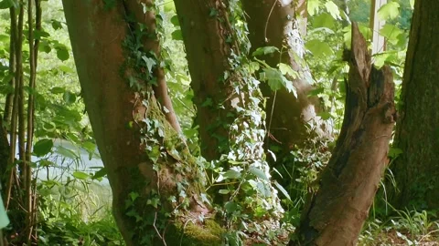 Video Abstract Bokeh Background of Lush Green Leaves Stock Footage 335998842