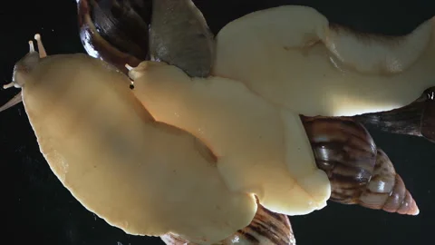Video of Achatina snails on dark background Video stock 117494495