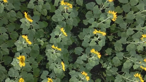 A video of an advertisement for sunflower and vegetable oil Stock Footage 207368952