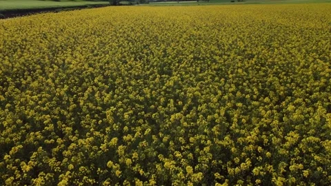 Video of aerial view of yellow rape field landscape Stock Footage 217435586