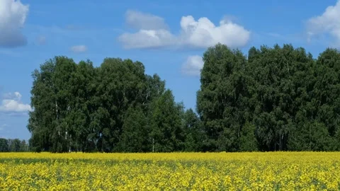 Video of agricultural fields with yellow rape flowers under blue sky. Stock Footage 343696636