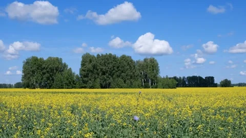 Video of agricultural fields with yellow rape flowers under blue sky. Stock Footage 344013754