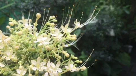 Video of 'alba' blooming in the garden during the rainy season. Stock Footage 201347367