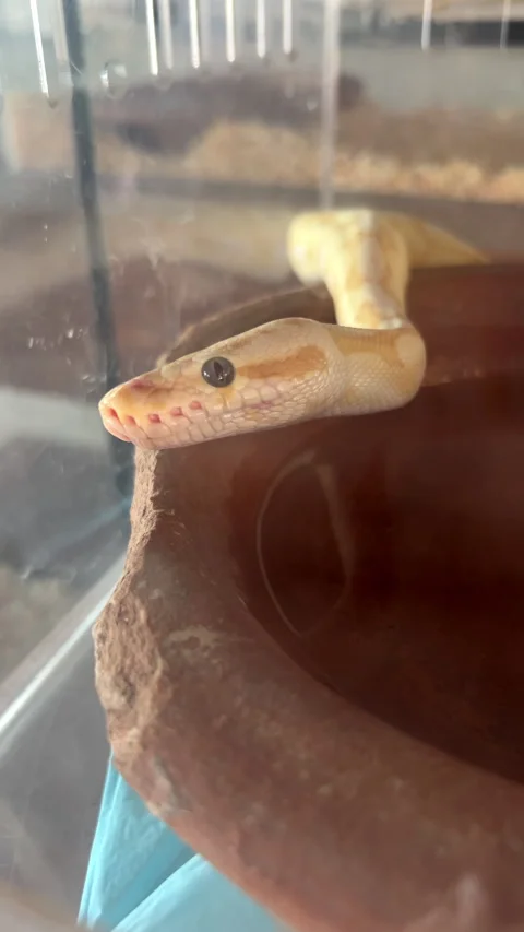 Video of an albino ball python with yellow and white coloration. Exotic snake  Stock Footage 327860395