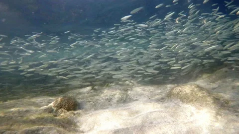 Video Amazing School Of Fish Stock Footage 155408891