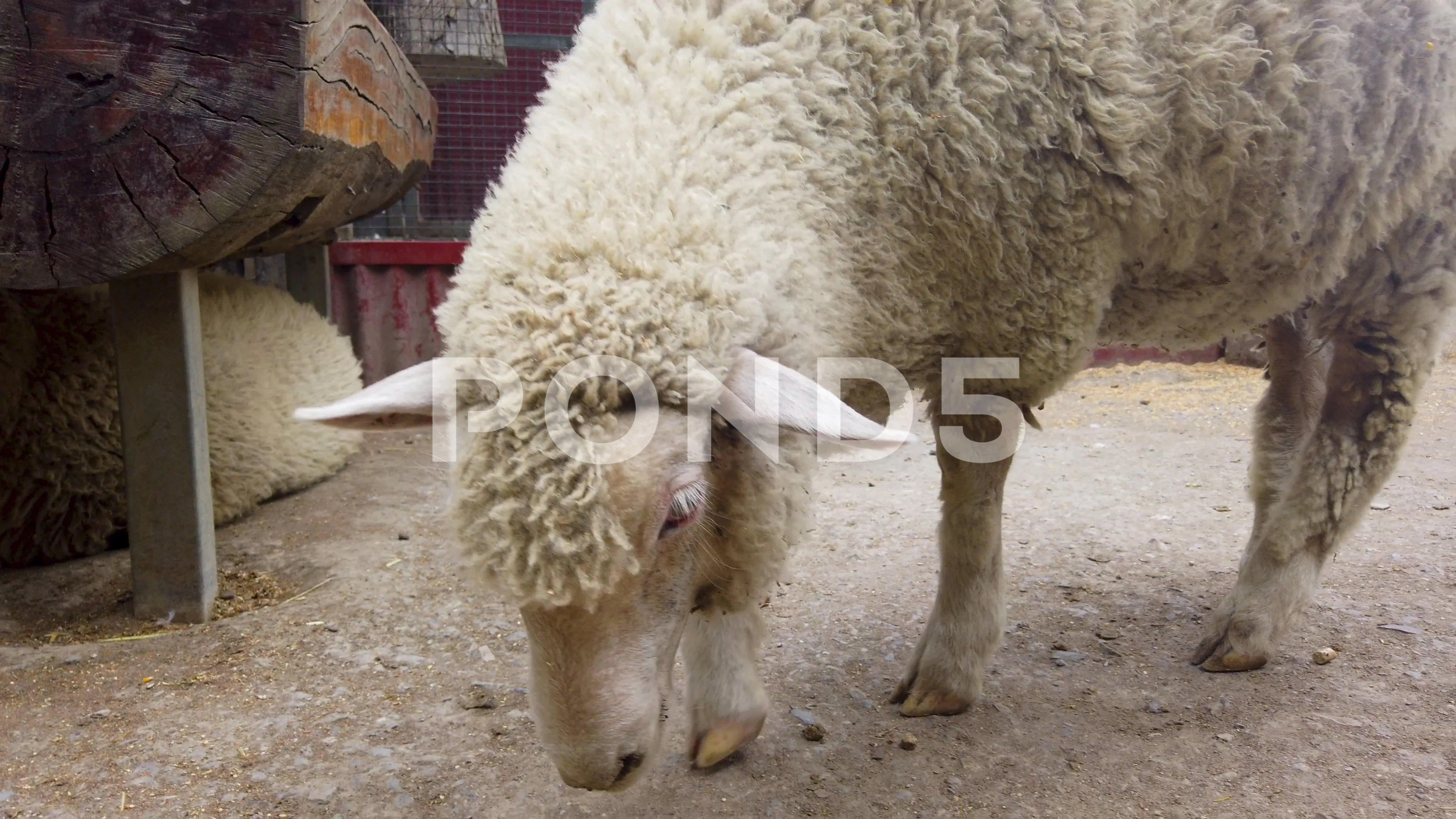 Video of animals in a zoo in Adelaide, South Australia, Australia.