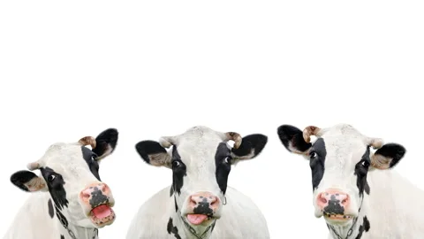 Video animation of three funny cow Stock Video Pond5