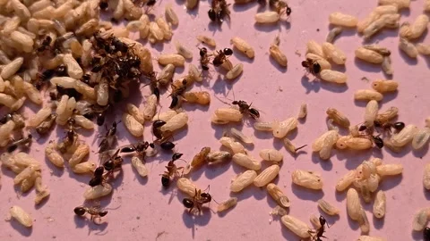 Video of Ants crawl among scattered ant larvae on pink surface. Stock Footage 344954639