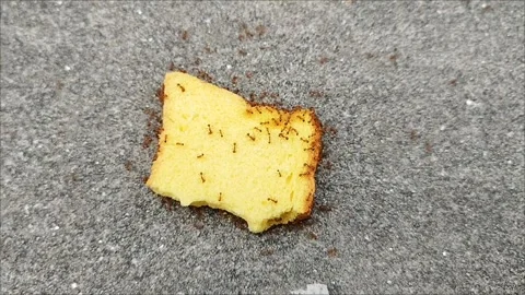 Video of ants munching on pieces of cake or bread Stock Footage 321005394