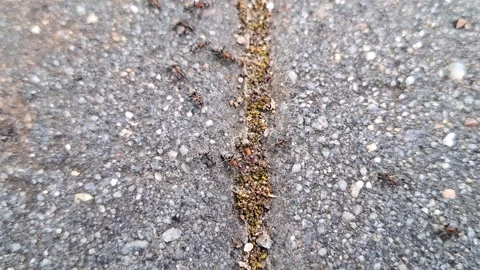 Video of ants in the summer. 4K Stock Footage 311884865