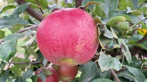 Video of an apple on a tree. In Romania. 4K Stock Footage 317978779