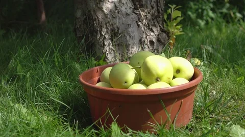 Video of apples in the container in 4k Stock Footage 77268025