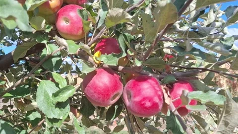 Video with apples in a tree. In Romania Stock Footage 344816624