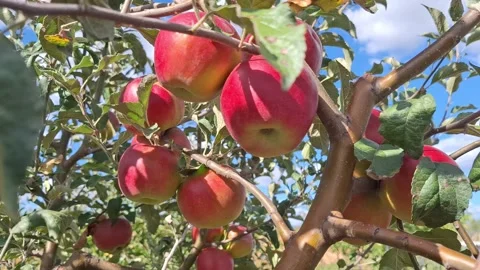 Video with apples in a tree. In Romania Stock Footage 344816625