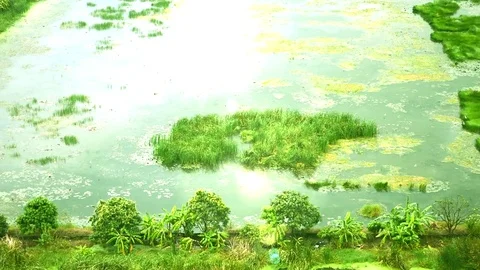 Video arial view of birds group in the farm and water with sunshine reflection Video stock 82327342