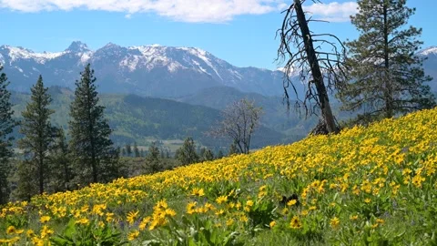 Video of Arrowleaf Balsamroot Wildflowers with Snow-Capped Mountains in the Back Stock Footage 273953202